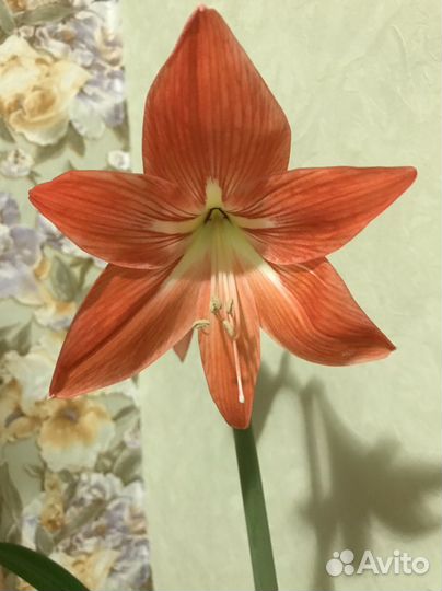 Гиппеаструм цветущий