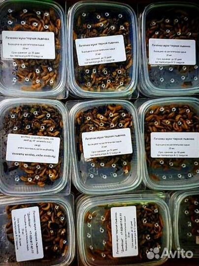 Чёрная Львинка (концентрат, живая, зоогумус)