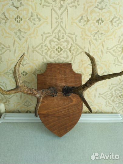 Рога косули