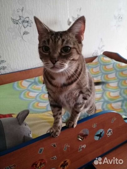 Кошка в дар бесплатно