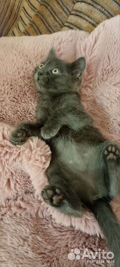 Кошка в дар бесплатно