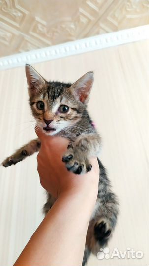 Котенок (мальчик)