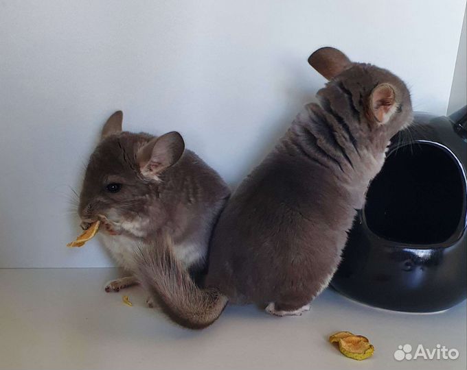 Шиншиллята мальчики фиолет