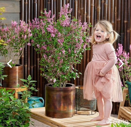 Сирень Мейера