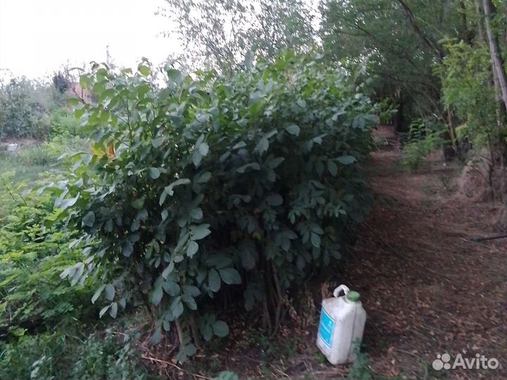 Саженцы Грецкого ореха