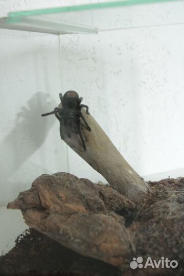 Паук птицеед Grammostola pulchra (самка L11)