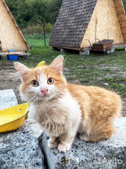 Котенок мальчик в дар