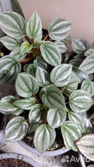 Пеперомии Наполи Найтс, Росси