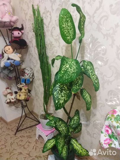 Диффенбахия