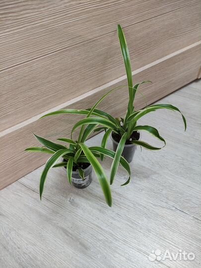 Хлорофитумы