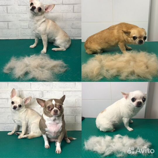 Груминг/Стрижка собак