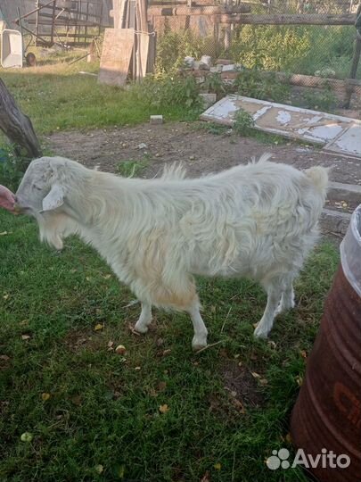 Козел зааненский