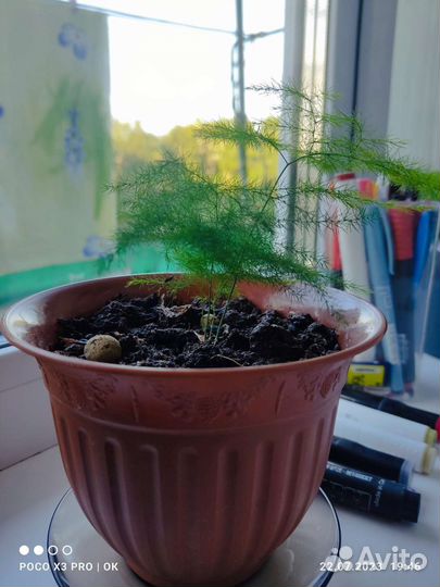 Аспарагус перистый