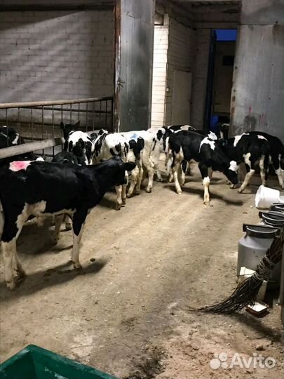 В наличии бычки и телочки. От 1 месяца до 3х