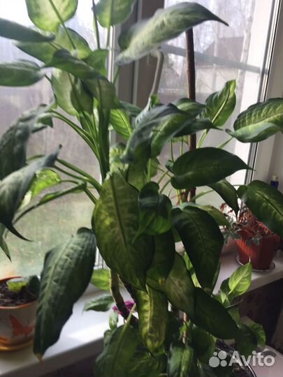 Диффенбахия