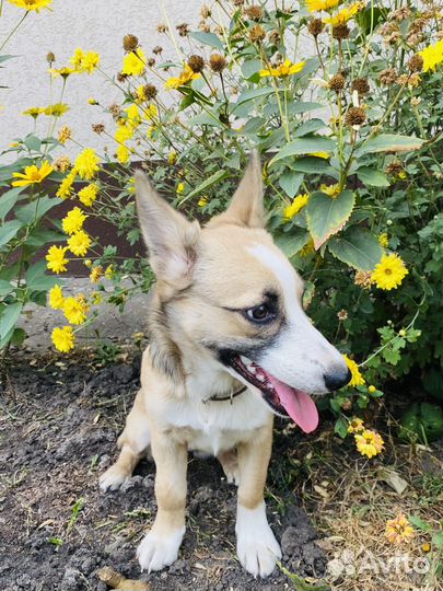 Щенятки ищут дом