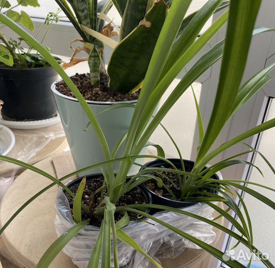 Хлорофитум