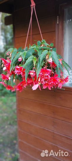 Бегония в кашпо