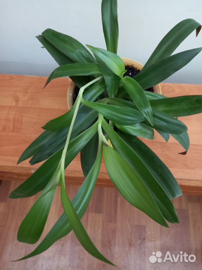 Продам цветы комнатные