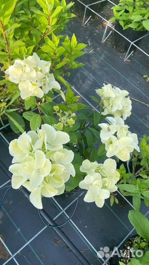 Гортензия метельчатая