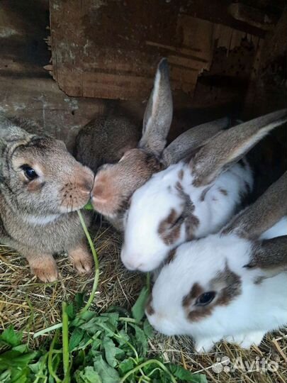 Кролики мясных пород
