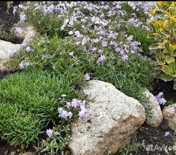 Флокс шиловидный (почвопокровный)