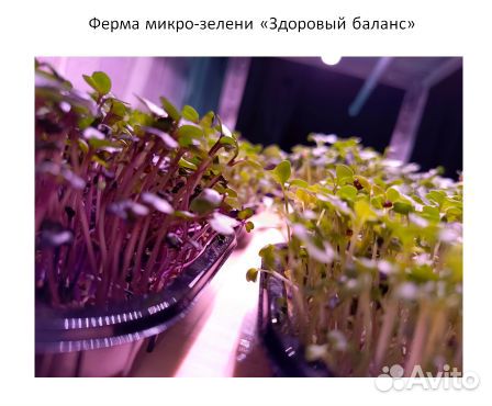 Микрозелень в Костроме