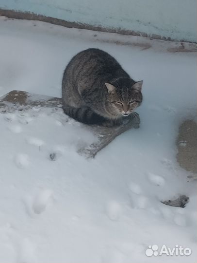 Котик в добрые руки