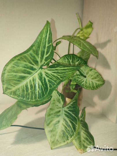 Строманта сингониум хлорофитум эпипремнум цветы