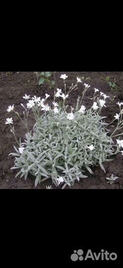 Фиалка, ландыши, подснежники,ясколка,ирисы, хоста