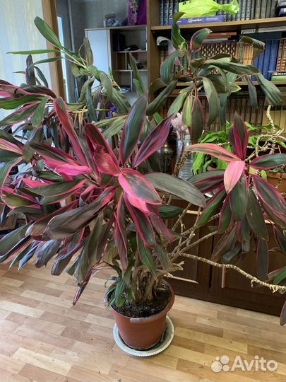 Здоровая пышная кордилина в горшке