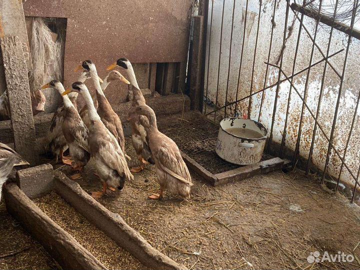 Инкубационное яйцо. Уток индийского бегунка