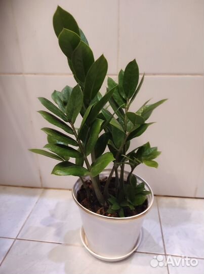 Замиокулькас