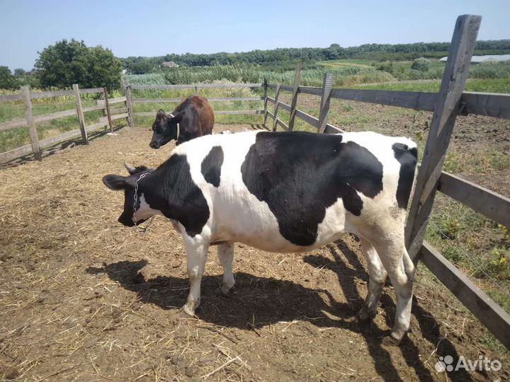 Корова молочная