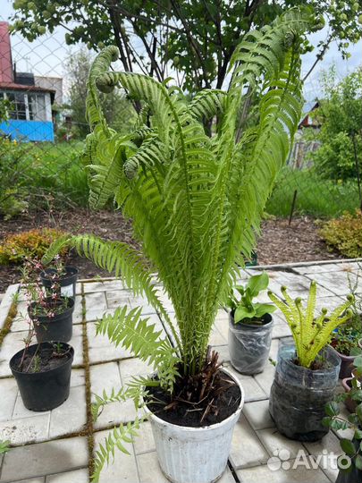 Папоротник