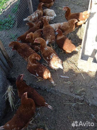 Гусята утята муларды индюшата бройлеры