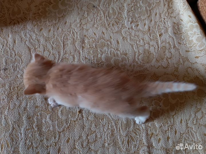 Кошка в дар бесплатно