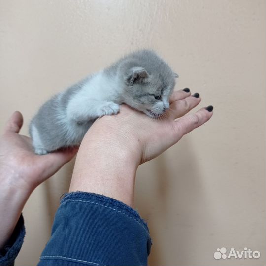 Кошки в добрые руки бесплатно