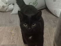Кошка чёрная 1 год