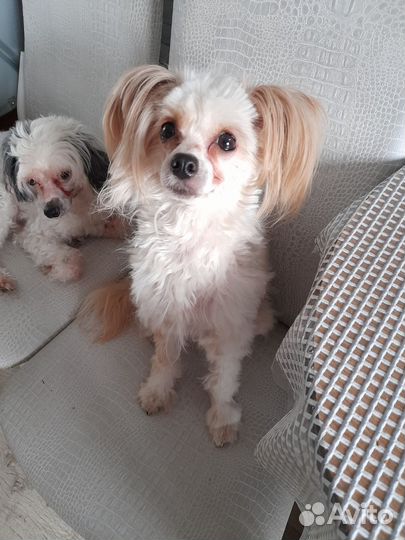 Щенки породы Китайской хохлатой