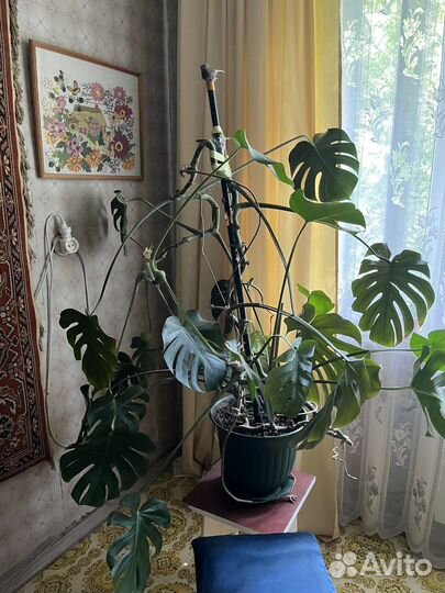 Монстера с крупными дистьями