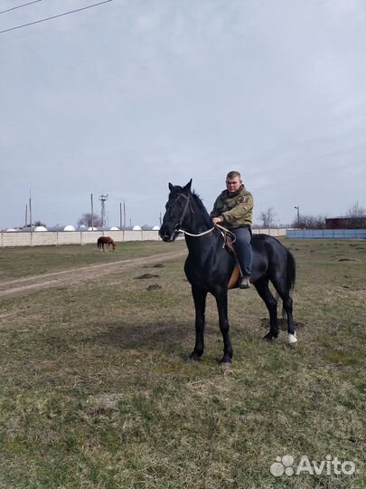 Орловский жеребец