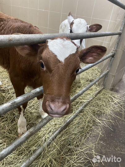 Бычки и телята