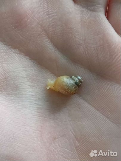 Улитята ахатины