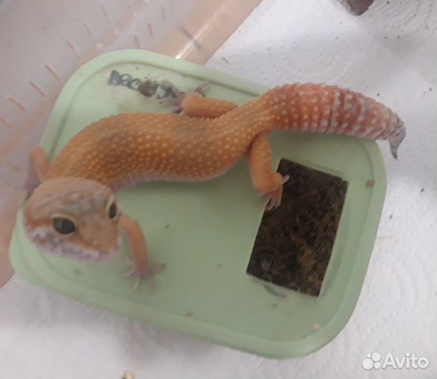 Эублефар самка