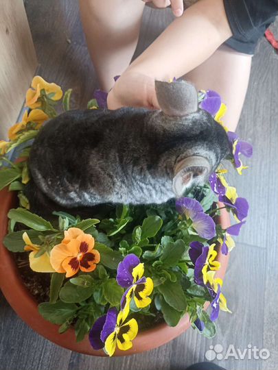 Шиншилла