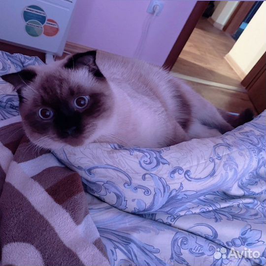 Шотландский кот вязка