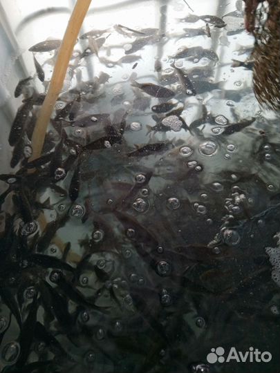 Активный Малёк, Живец, карась