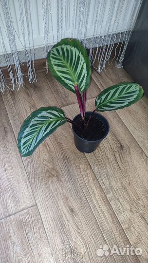 Калатея Пикок (Павлин)