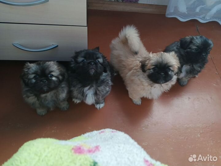 Собаки щенки пекинес